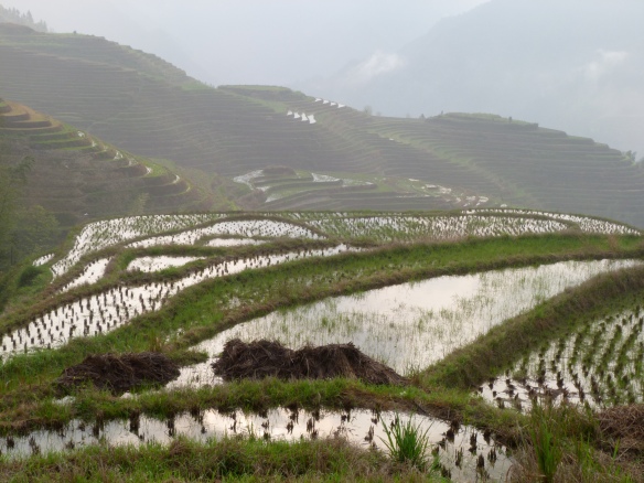 Rice terraces at Long Ji